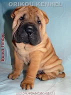 štěňata SHAR-PEI (šarpej)