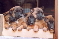 Belgický ovčák-malinois, prodám štěňata