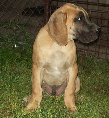 německá doga