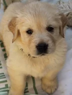 Zlatý retriever - štěňata s PP