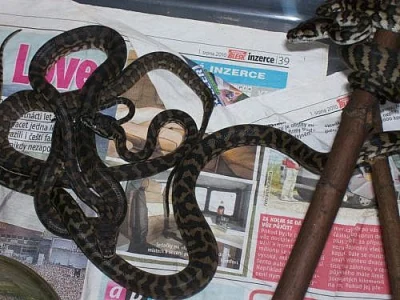Morelia spilota variegata