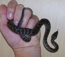 Morelia spilota variegata