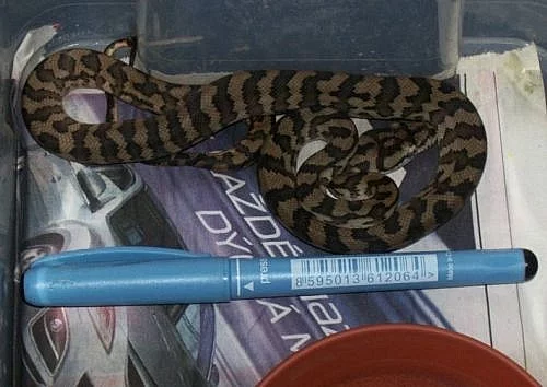 Morelia spilota variegata