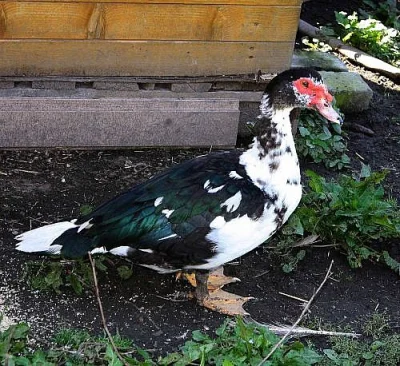 Pižmoví kačeři
