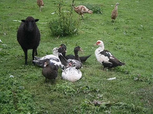 Pižmoví kačeři