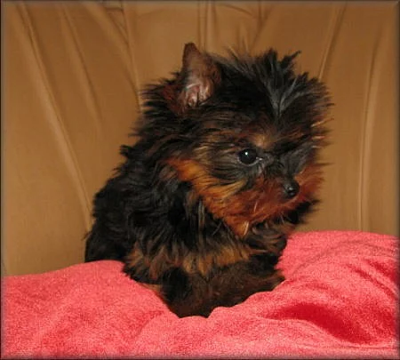 maličký Yorkshire terrier