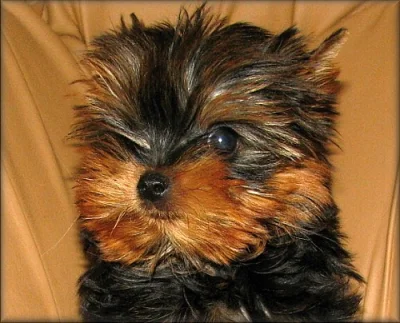 maličký Yorkshire terrier