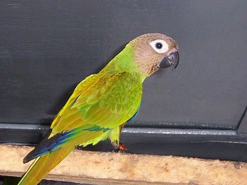 ARATINGY
