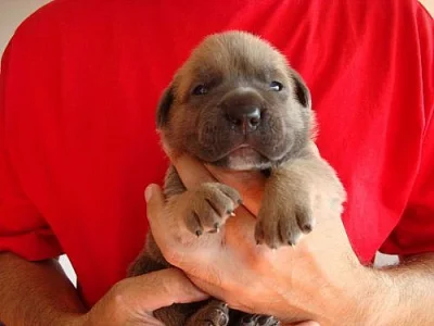Štěňata Cane Corso