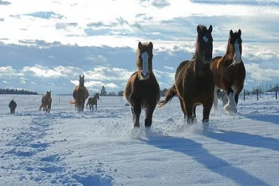 Ustájení horsemanship