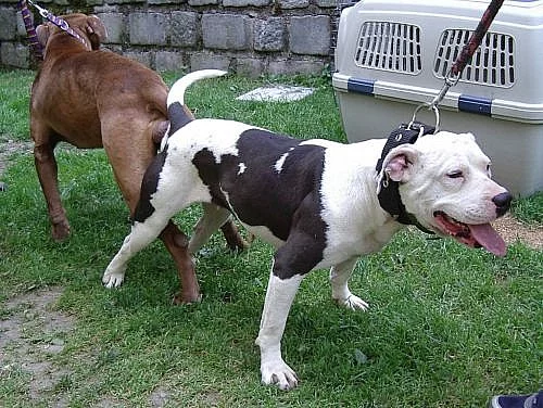 Štěňata amerického pitbulteriéra
