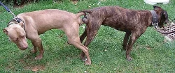 Štěňata amerického pitbulteriéra