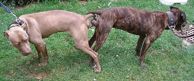 Štěňata amerického pitbulteriéra