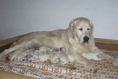 Zlatý retriever - štěňátka