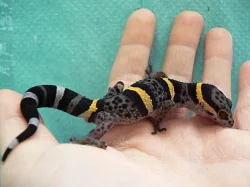 GONIUROSAURUS LICHTENFELDERI