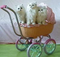 Koťata perské stříbřité činčily