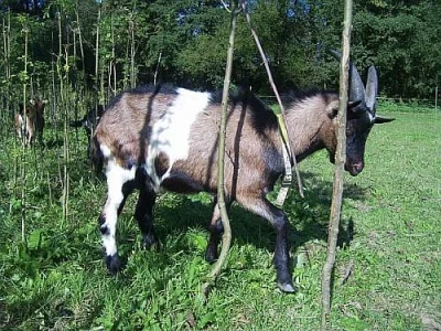 Prodám pěkného kozla