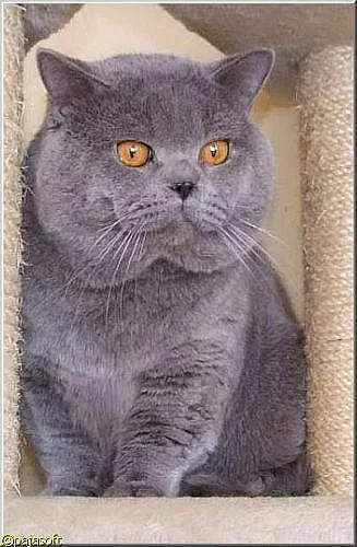 Britský kocour s PP