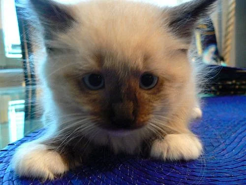 Ragdoll na prodej koťátka