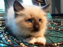 Ragdoll na prodej koťátka