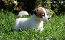 Chesapeake bay retrívr a Jack russell teriér