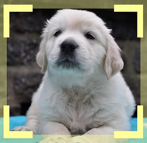 Zlatý retriever, štěňátka s PP