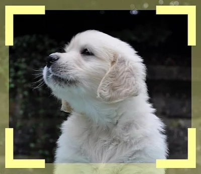 Zlatý retriever, štěňátka s PP