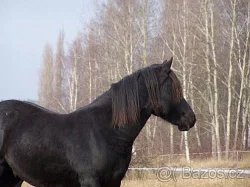 Welsh cob
