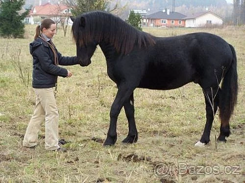Welsh cob