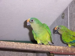 ARATINGY