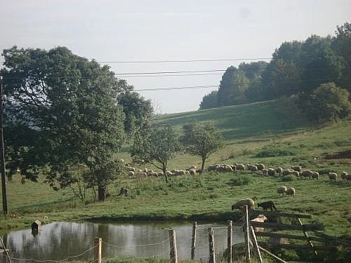 Prodám jehňata