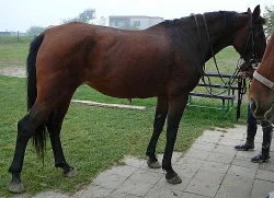 Klisna
