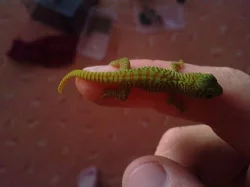 Felzuma madagaskarská grandis