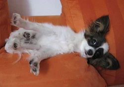 Papillon