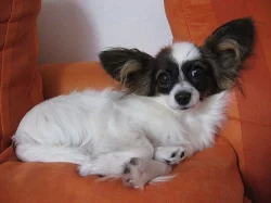 Papillon