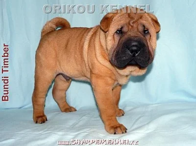 štěňata SHAR-PEI (šarpej)