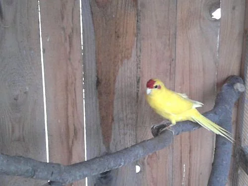 kakariky,andulky