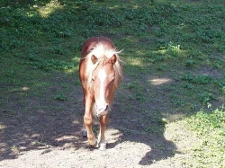 shetlandský ponny
