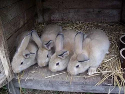 Prodám králíky