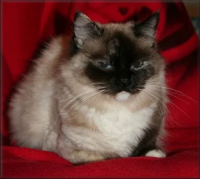 koťátka Ragdoll