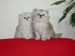 Koťata perské činčily