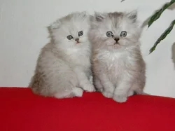 Koťata perské činčily