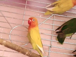 agapornis fischeri