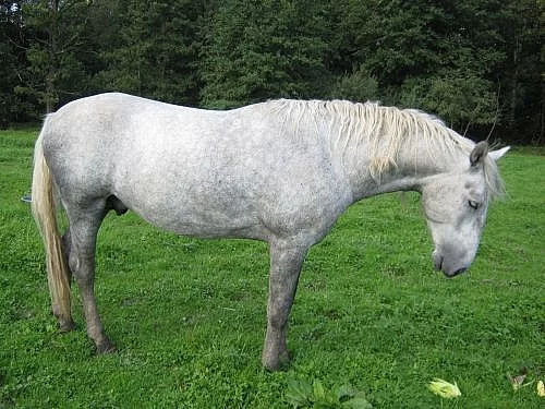 kladrubský bělouš