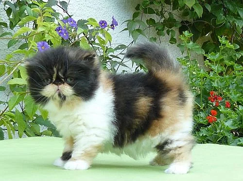 Perská kočička s Průkazem původu