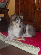 Šeltie-sheltie