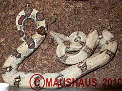 Boa constrictor imperator Honduras
