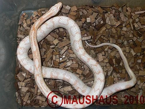 Pantherophis guttatus snow/motley