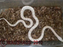 Pantherophis guttatus snow/motley