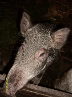 Prodám selata vietnamská + divočák